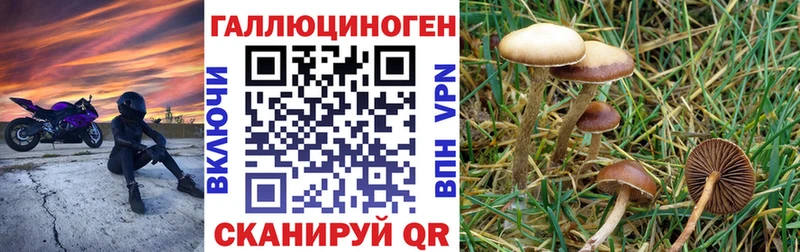 Псилоцибиновые грибы Psilocybe как найти Бакал